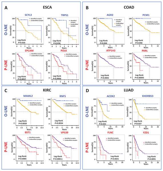 Comparison of survival curves between samples with and without O-sMFE and P-sMFE biomarkers for ESCA, COAD, KIRC, and LUAD.
