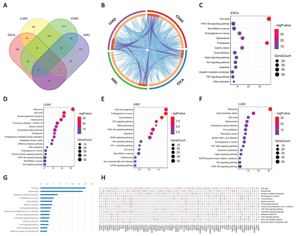 Functional analysis of common signaling genes in different cancer datasets.