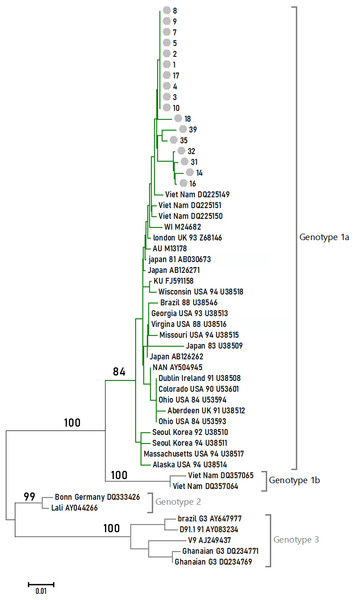 Phylogenetic relationships of NS1-VP1-U region of different clones.