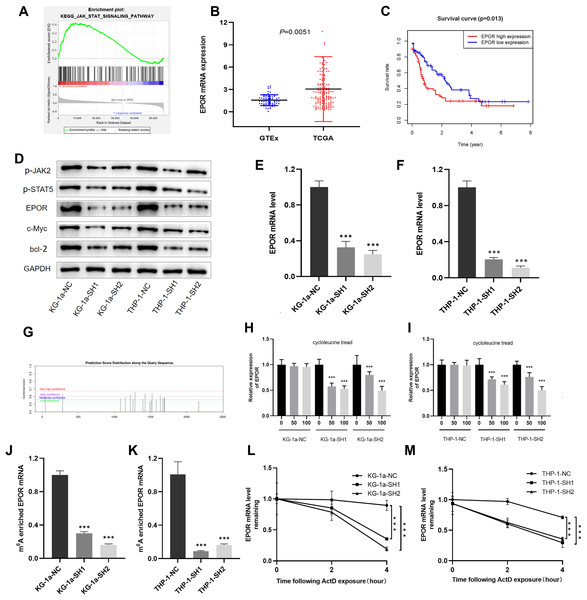 RNA N6-methyladenosine Reader IGF2BP3 Promotes Acute Myeloid Leukemia ...