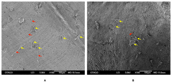 SEM image of the CDHA (A) and CBHA (B) scaffold with attached Saos-2 cells after seeding for 72 h.