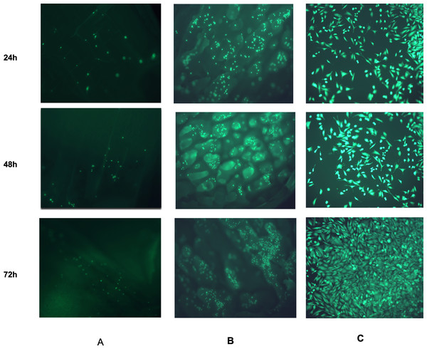 Fluorescent images from the LIVE/DEAD® assay of Saos-2 cells growing on CDHA scaffolds.