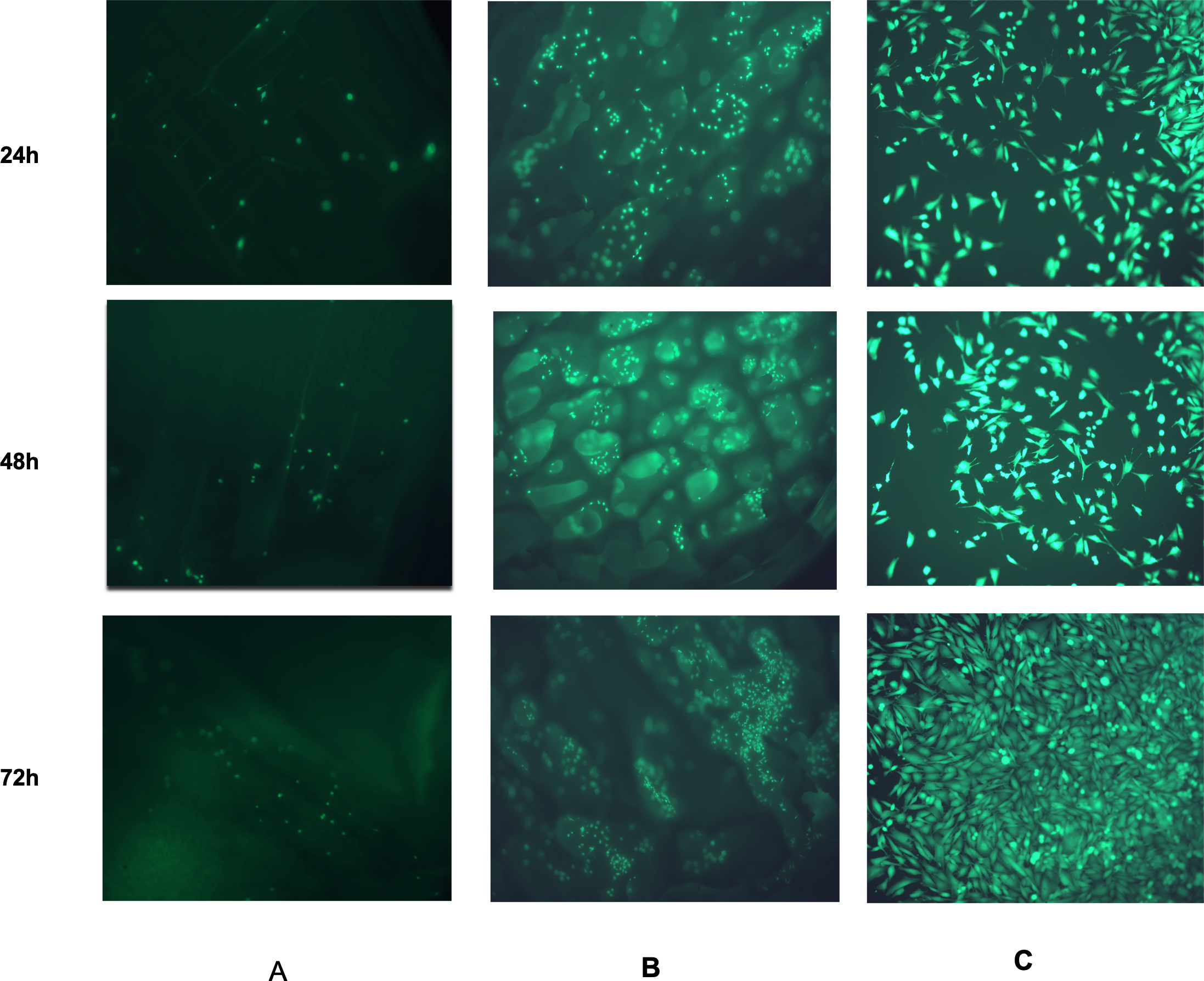 In vitro biocompatibility of PUR=LV scaffolds. Calcein staining of