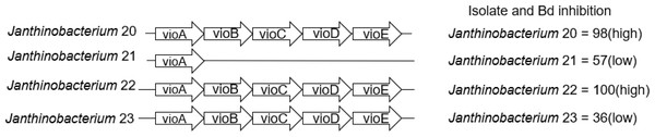 Presence/absence of genes vioA–vioE necessary to produce violacein in the four Janthinobacterium isolates.