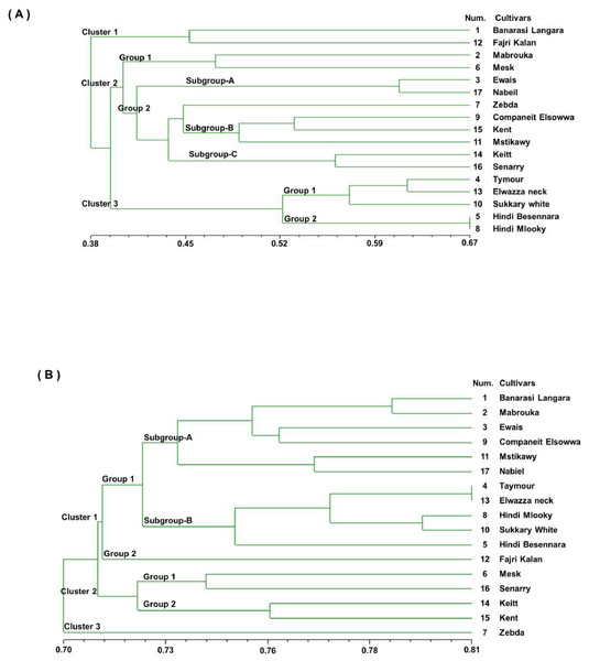 Genetic similarity dendrogram (Dice coefficient) based on unweighted pair-group method using arithmetic average (UPGMA) analysis and constructed of SSR marker (A) and RAPD marker (B) shows the relationships among the 17 mango cultivars.