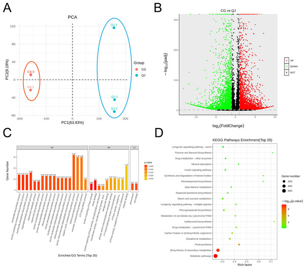 PCA map, volcano plot, differentially expressed genes (DEGs) and gene ontology (GO) enrichment in CG and QJ.