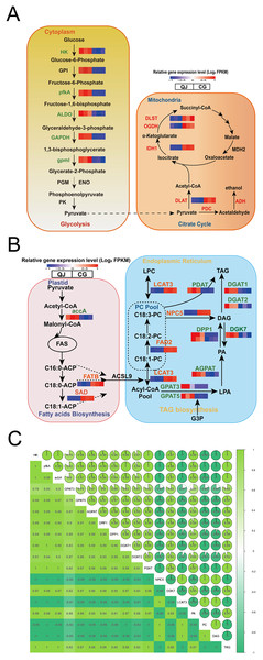 Changes in the major metabolites and genes involved in the diacylglycerol biosynthesis pathway.