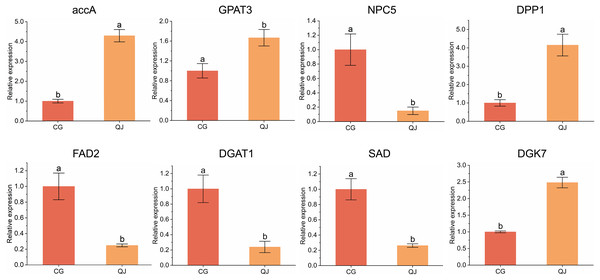 qRT-PCR results of the expression of genes related to diacylglycerol synthesis.