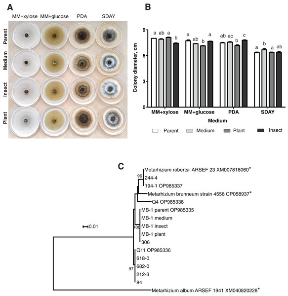 Morphology and genotyping of Metarhizium robertsii МВ-1 (parent) and its reisolates after eight cycles of subculturing on SDAY medium or after passaging through tomato or wax moth.