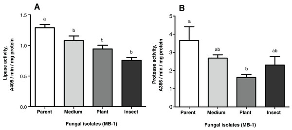 Nonspecific enzyme activities of Metarhizium robertsii parent strain MB-1 and its reisolates (SDAY medium, tomato and wax moth).