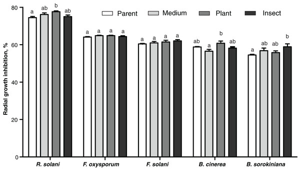 Antagonistic action of Metarhizium robertsii parent strain МВ-1 and its reisolates (SDAY medium, tomato and wax moth) against the phytopathogenic fungi.