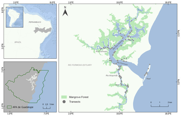 Location of the Rio Formoso Estuary (Pernambuco State, Brazil) and sampling sites (transects) for mapping seahorse distribution.