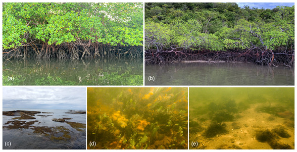 Macro-habitats types found in the sampling sites at the Rio Formoso Estuary (Pernambuco State, Brazil).