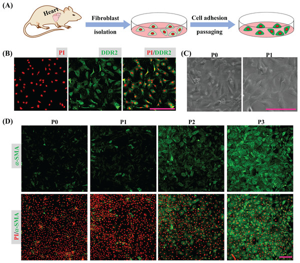 CFs isolation and activation cultured in vitro.