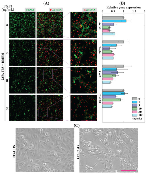 Inhibition of CFs activation by FGF2.