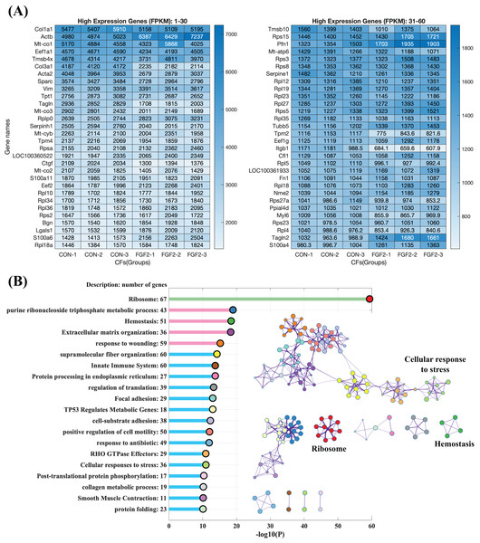 RNA sequencing revealed the high expression genes in CFs.