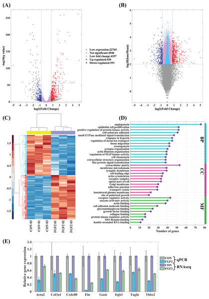 Differentially expressed genes (DEGs) in CFs regulated by FGF2.