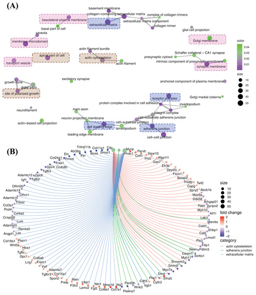 Enriched functions and relevant genes in cellular component cluster.