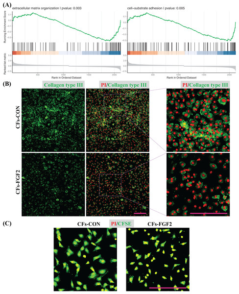 Regulation of ECM organization and cell adhesion.