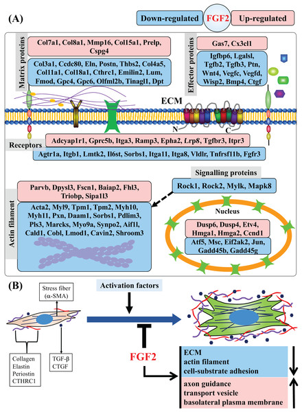 Summary of regulated genes and functions in CFs by FGF2.