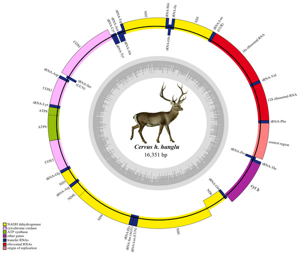 Complete mitochondrial genome of Hangul (Cervus hanglu hanglu) with location of genes.