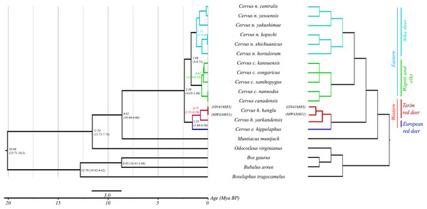 Phylogenetic relationship and assessment of divergence time in red deer species group.