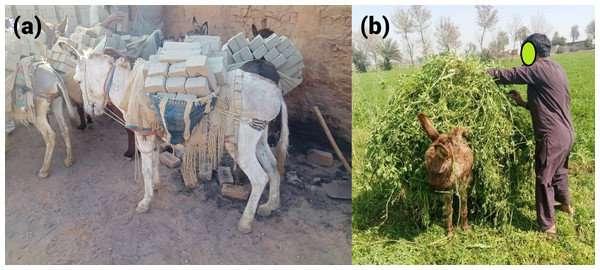 Two examples of loading practices in Pakistan (A) donkeys carrying bricks. (B) A donkey owner loading their animal with lucerne at a farm.