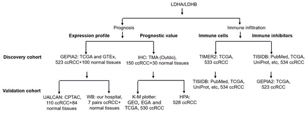 The workflow of prognosis and tumor-immune infiltration of LDHA/LDHB in ccRCC.