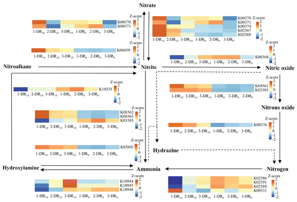 Changes in the abundance of microbial nitrogen metabolism functional genes at the beginning and end of the WH-DR.