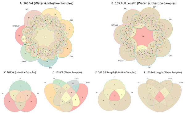 Venn diagrams showing the unique and shared microbiota in water and intestine samples (A) based on 16S V4 rRNA gene region and (B) based on full length 16S rRNA genes. The unique and shared microbiota of (C) only intestine samples and (D) only water samples based on 16S V4 rRNA gene region, and (E) only intestine samples and (F) only water samples based on full length 16S rRNA genes were further highlighted.