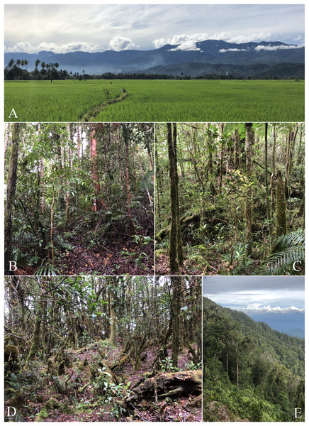 Photos of habitats present on Gunung Galang.