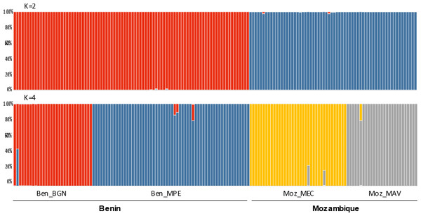 Genetic structure of 154 Annona senegalensis samples collected in Benin and Mozambique, in four different populations: Borgou Nord (Ben_BGN), Mekrou Pendjari (Ben_MPE), Mecula (Ben_MEC) and Mavago (Ben_MAV).