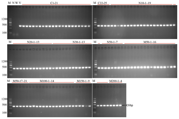 PCR detection of the U6 promoter for the investigation of transformation efficiency.