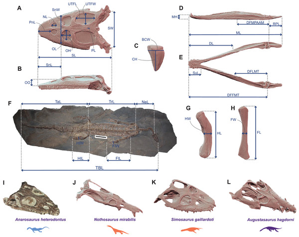 Linear measurements used to calculate ecomorphological traits and example of Middle Triassic eosauropterygian craniodental architectures.