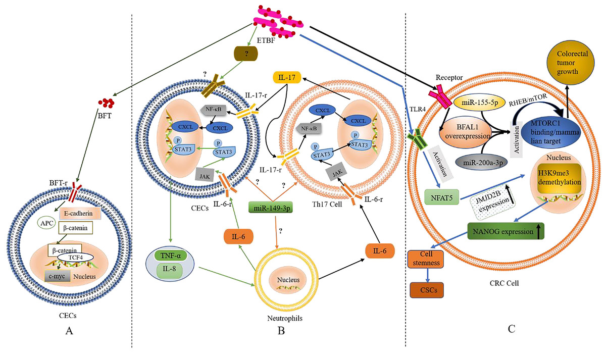 Three specific gut bacteria in the occurrence and development of