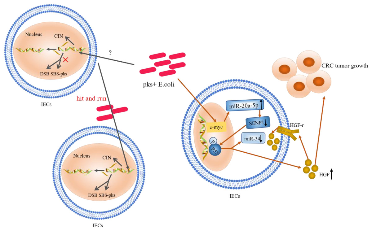 Three specific gut bacteria in the occurrence and development of