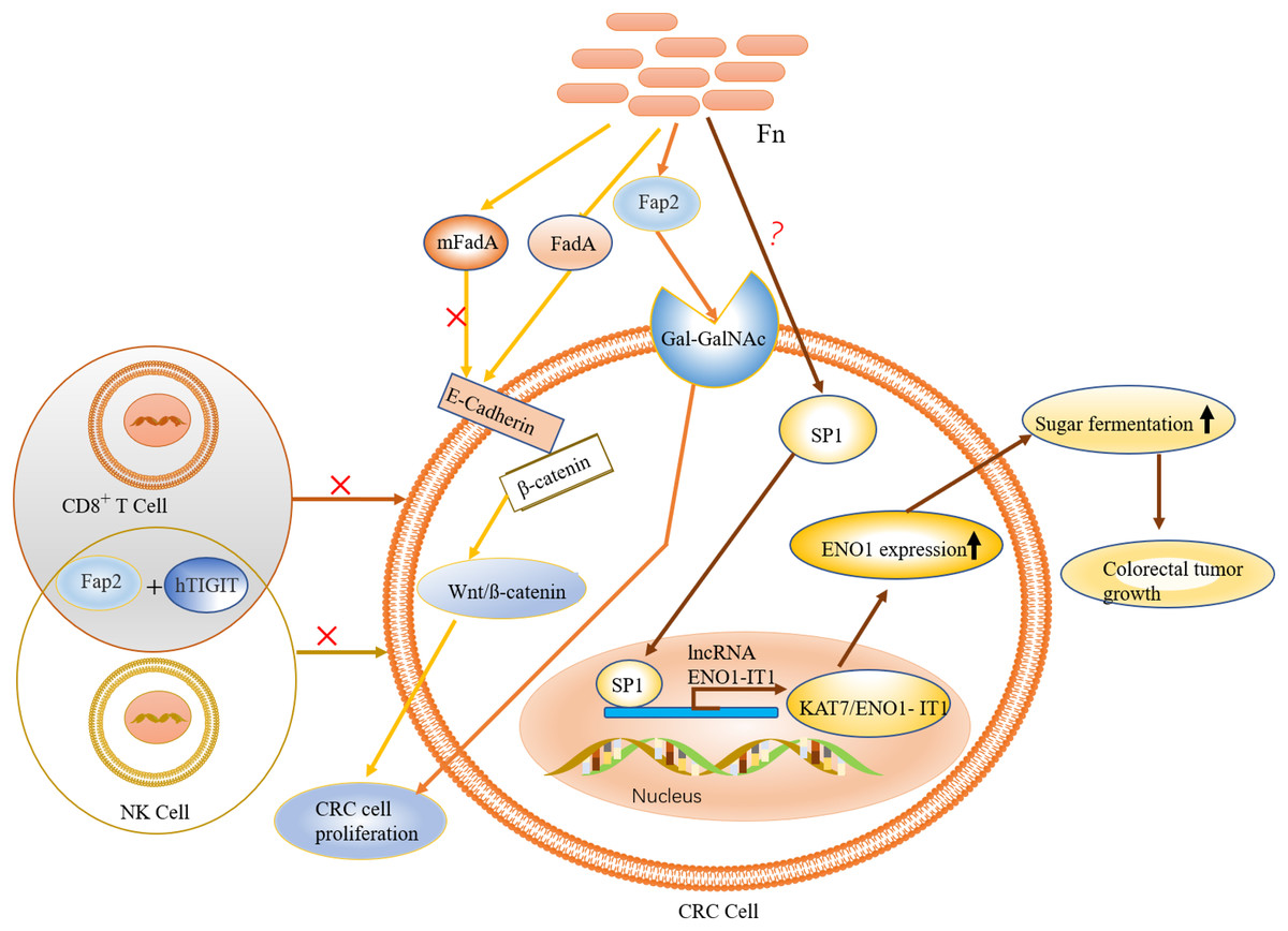 Three specific gut bacteria in the occurrence and development of