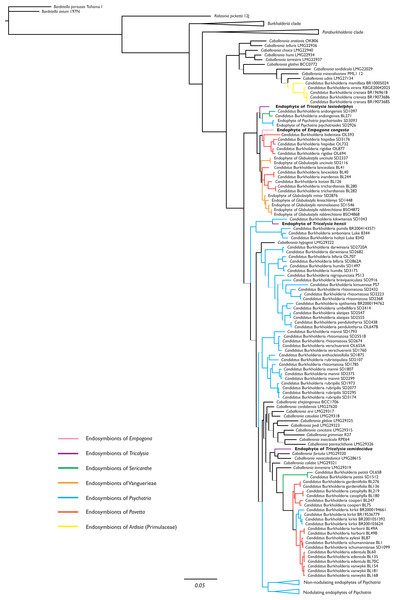 Phylogenetic tree of Burkholderia. s.l., focussing on Caballeronia, based on 16S rRNA, gyrB, and recA sequences.