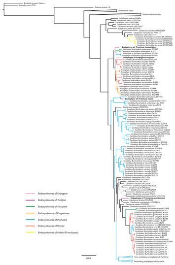 Metagenomics of African Empogona and Tricalysia (Rubiaceae) reveals the  presence of leaf endophytes [PeerJ]