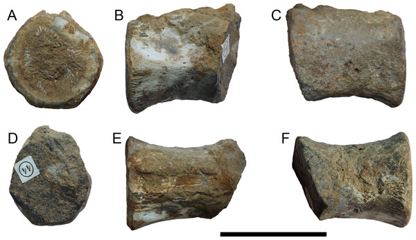 Caudal vertebra (KGM No 44) from the Ryazanian (Berriasian) or Valanginian of Vyatka-Kama phosphate field, Kirov Oblast, Russia; in anterior (A), lateral (B, C), posterior (D), dorsal (E), and ventral (F) views.