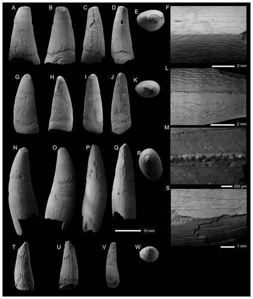 Metriorhynchid tooth crowns from the lower and middle Callovian.