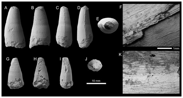 Metriorhynchid tooth crowns of cf. Thalattosuchus from the lower and middle Callovian of European Russia.