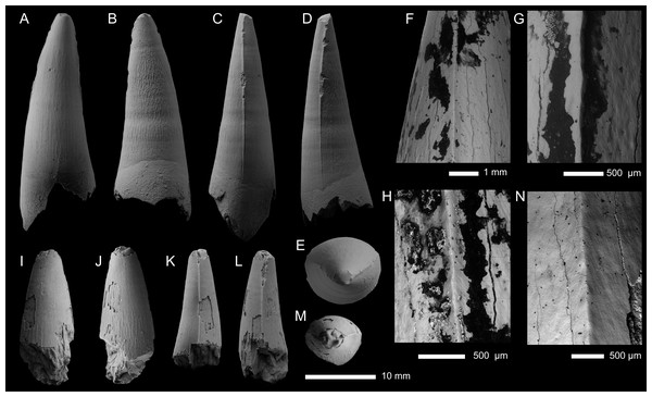 Metriorhynchid tooth crowns from the middle Callovian, of Moscow and Ryazan oblasts, Russia.