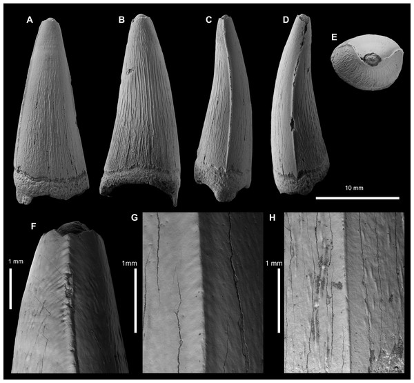 Geosaurini indet tooth crown(SGM BX-12) from the lower Callovian of Makariev District, Kostroma Oblast.