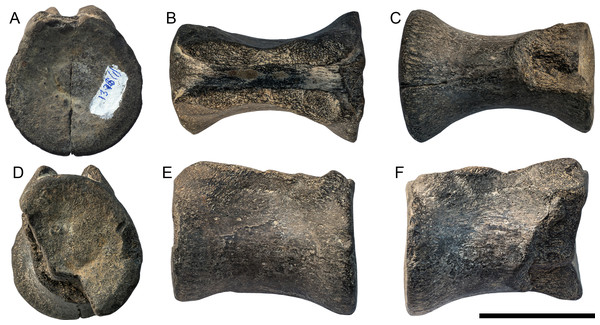 Large dorsal vertebra (Thalattosuchia indet. , UPM 1376) from the Oxfordian of Tarkhanovskaya pristan, Republic of Tatarstan, Russia; in anterior.