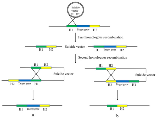 Review of knockout technology approaches in bacterial drug resistance ...