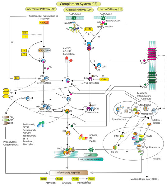 Schematic of the complement system activation and regulation.