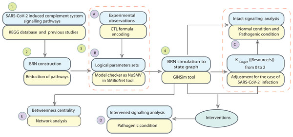 Workflow of the study.