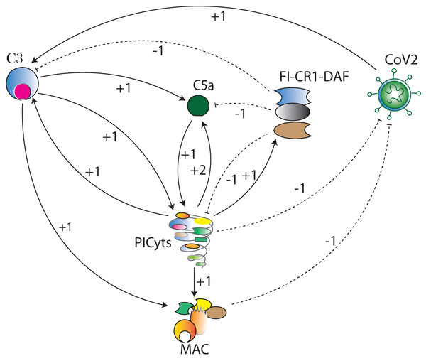 The BRN of complement system signalling pathways.