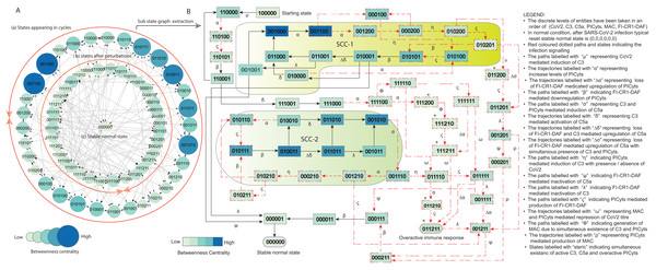 State graph and extracted sub state graph of complement system signalling during normal condition.